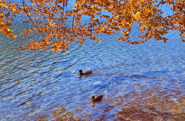 Autimn scene - eenden op lake bohinj — Stockfoto