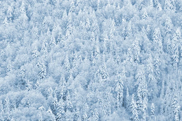 Pineta invernale — Foto Stock