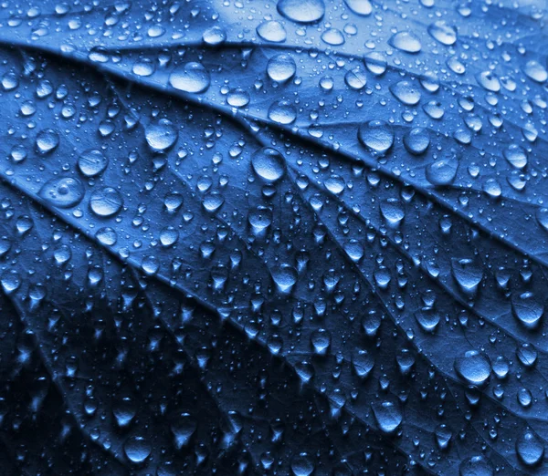 Gotas de agua en la hoja azul de la planta — Foto de Stock