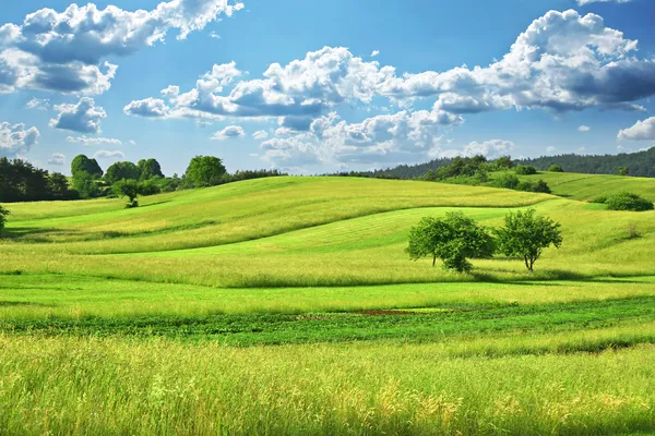 Grass Field — Stock Photo, Image