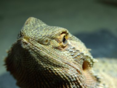 Pogona Vitticeps