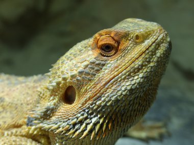 Pogona Vitticeps