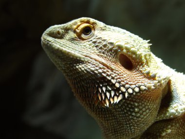 Pogona Vitticeps