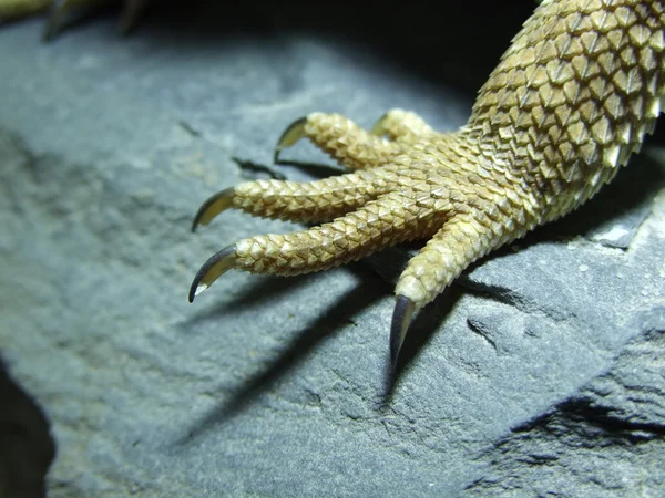 Pogona vitticeps — Foto Stock