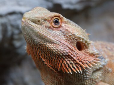 Pogona Vitticeps