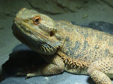 Pogona Vitticeps