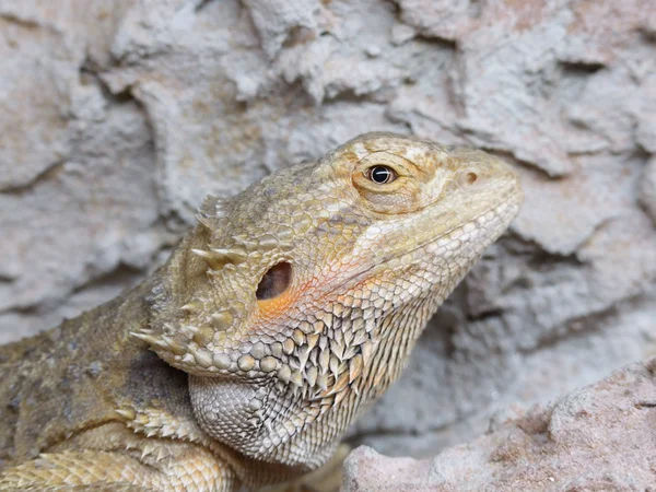 Pogona Vitticeps — 图库照片