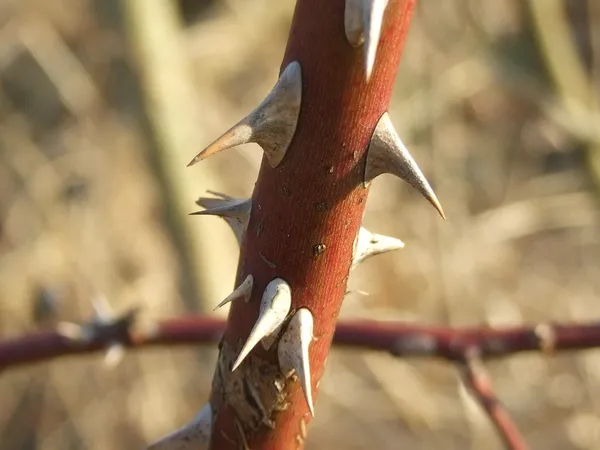 Dorn — Stockfoto