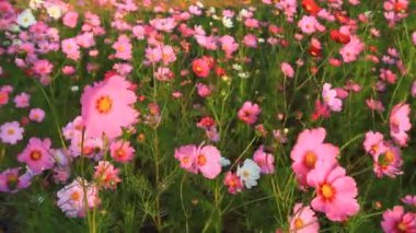 Cosmos alan