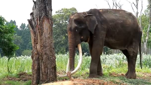 Elefante tailandese — Video Stock