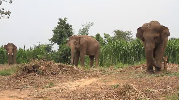 Éléphant thaïlandais 