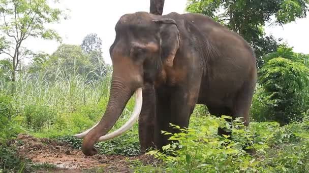 Elefante tailandés — Vídeo de stock