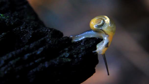 Primer plano del caracol — Vídeos de Stock