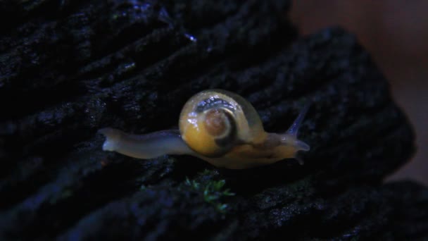 蜗牛的特写镜头 — 图库视频影像