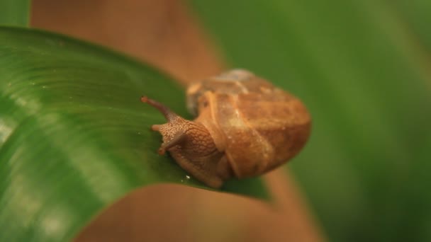 Nahaufnahme einer Schnecke — Stockvideo