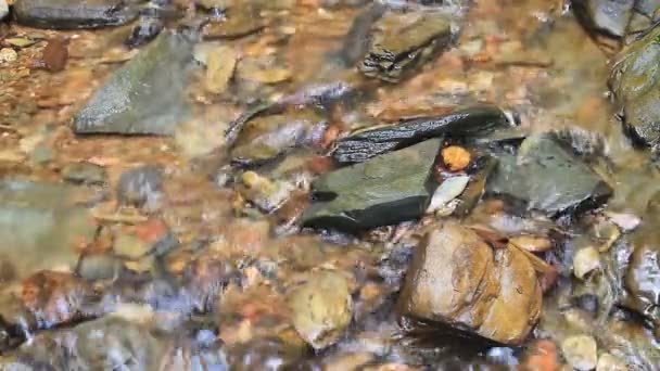 Mountain stream — Stock Video