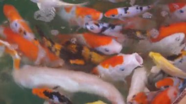 Renkli koi sazanları