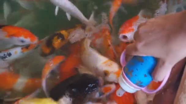 五彩斑斓的鲤鱼 — 图库视频影像