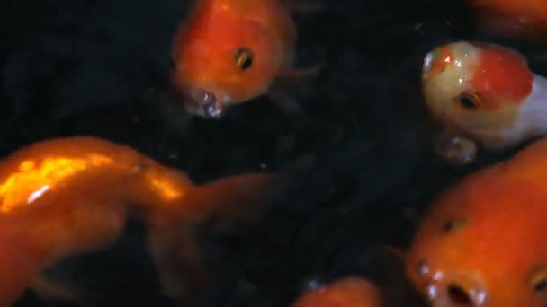 Goldfisch — Stockvideo