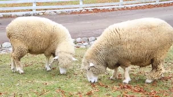 Овцы едят траву — стоковое видео