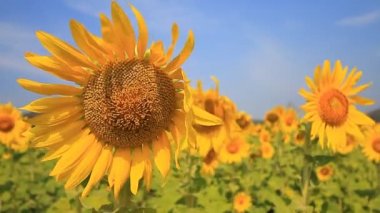 güzel ayçiçekleri alanı