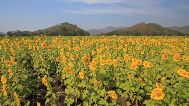 Campo de girasoles hermoso — Vídeo de stock