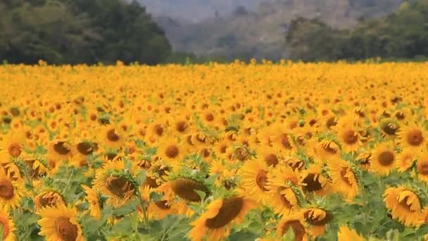 Schönes Sonnenblumenfeld — Stockvideo