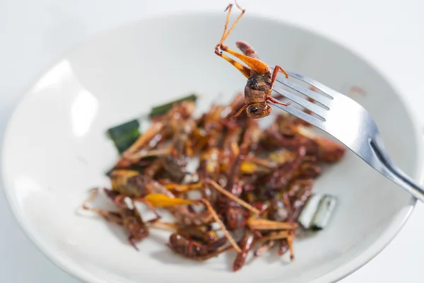 Fried insects. — Stock Photo, Image