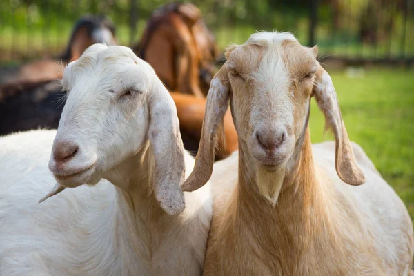 Two Goats Ranch — Stock Photo, Image