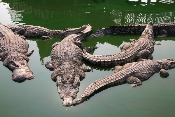 Krokodil Schwimmt See — Stockfoto