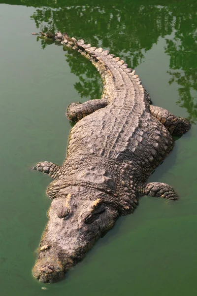 ワニが湖で泳いでいて — ストック写真