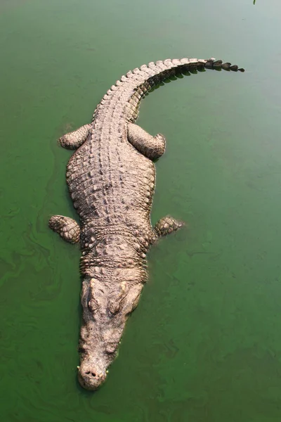 Crocodilo Nadando Lago — Fotografia de Stock