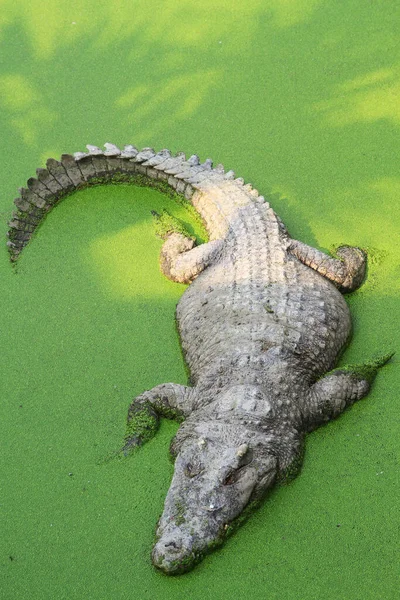 Crocodile Nageant Dans Lac — Photo