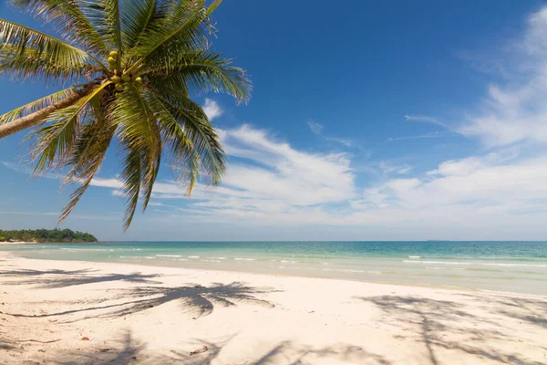 Красивые Природные Пейзажи Пляжем Кокосовыми Пальмами Голубым Небом — стоковое фото
