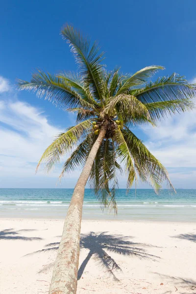 Beautiful Natural Scenery Beach Coconut Palms Blue Sky — Stock Photo, Image