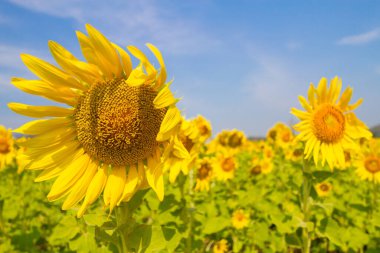 Ayçiçeği tarlalı güzel doğal manzara.