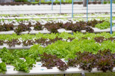 Hidroponik serasında sebzeler. Toprak ekmek yerine sudaki besin solüsyonunu kullanarak bitki yetiştirmek..