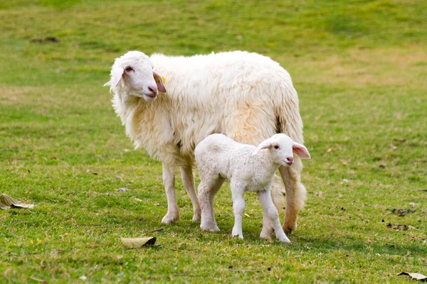 Sheep Lamb Meadow — Stock Photo, Image