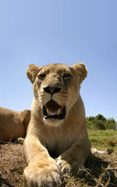 Female Lion In The Sun — Stock Photo, Image