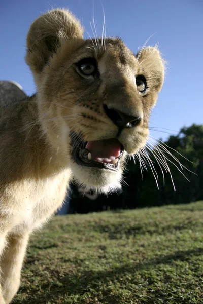 Lví mládě closeup — Stock fotografie