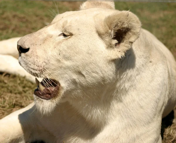 Female Lion In The Sun — Stock Photo, Image