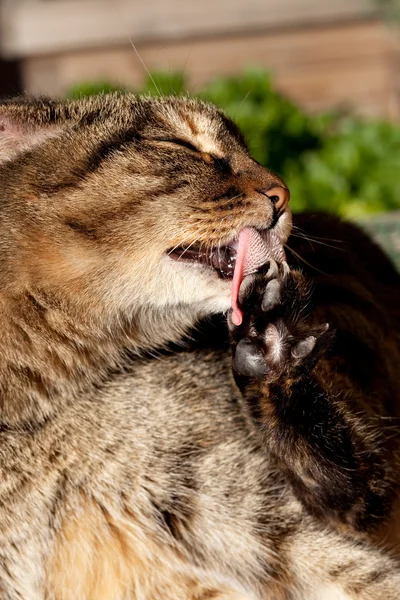 Cat licking — Stock Photo, Image