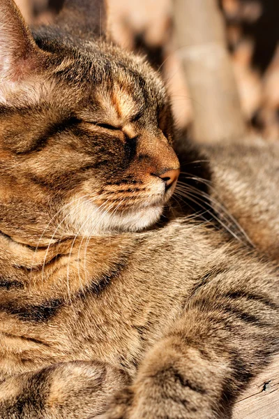 Cat sunbathing — Stock Photo, Image