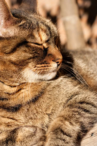 Katzensonnenbaden — Stockfoto