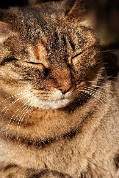 Gato relajado — Foto de Stock