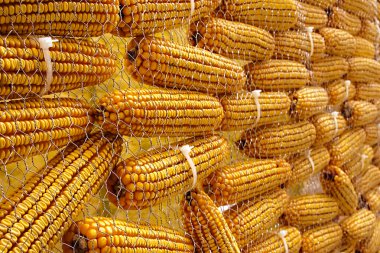 koçanı