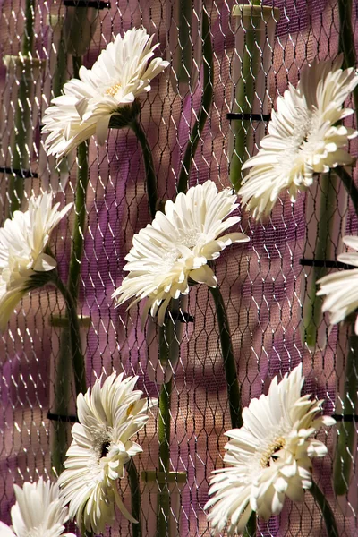 Skład kwiatów — Zdjęcie stockowe