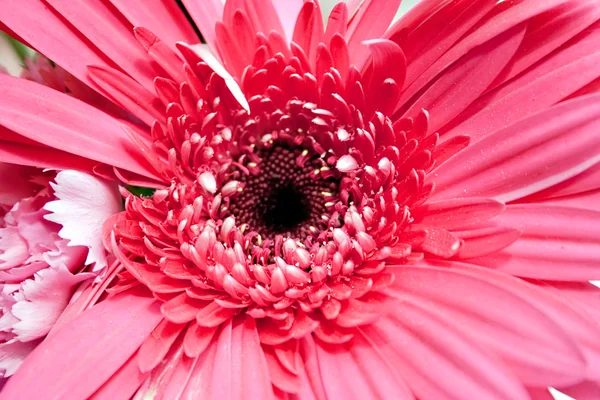 Kleine weiße Blüten im Frühling — Stockfoto