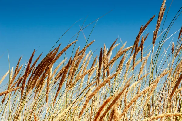Wilde Planten Bewogen Door Wind Met Blauwe Lucht Achtergrond Rechtenvrije Stockfoto's