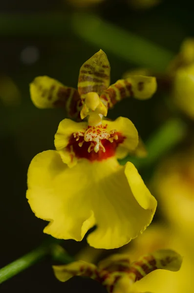 Flor amarela da orquídea com personagens de tigre vermelho no escuro — Fotografia de Stock